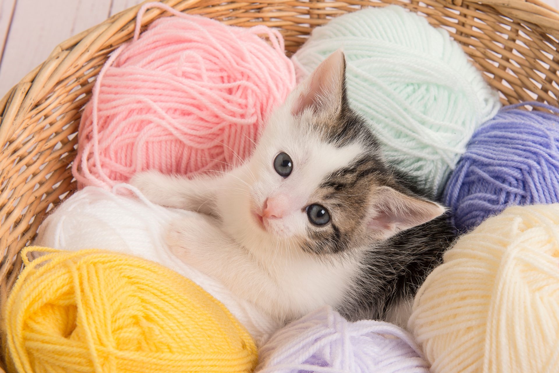 Budoucí nabídka kočiček - Útulek pro kočky Nové Strašecí